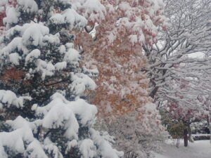 園路の雪と紅葉2