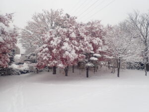 芝生広場の雪と紅葉