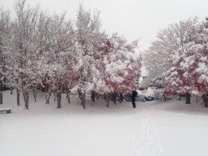 日本庭園の雪と紅葉2