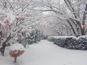 園路の雪と紅葉3