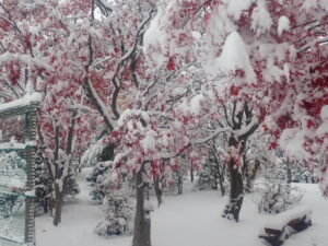 園路の雪と紅葉4
