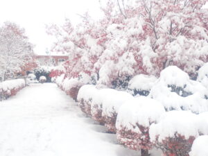 園路の雪と紅葉6