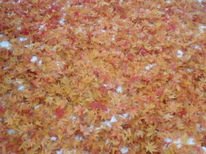 園路の黄色い落葉