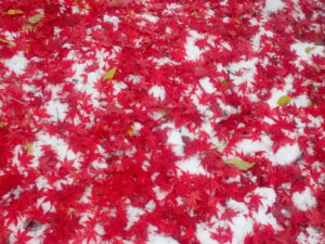 園路の赤い落葉