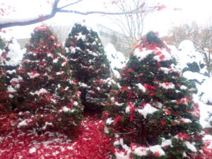 オンコのクリスマスツリー