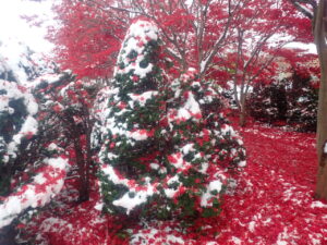 オンコのクリスマスツリー2