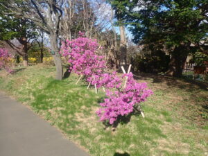 紫色のエゾムラサキツツジ