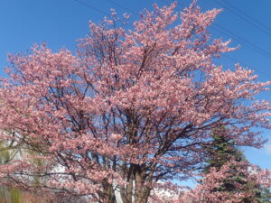 濃いピンク色のエゾヤマザクラ