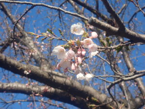 咲き始めたソメイヨシノ