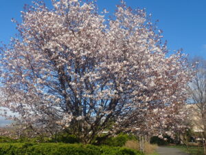 白い花のミネザクラ