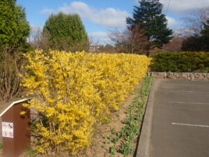 黄色い花のレンギョウ