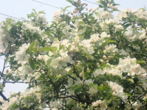 白い花のエゾノコリンゴ