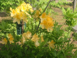 黄色い花のキレンゲツツジ
