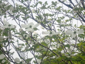 白い花のハナミズキ