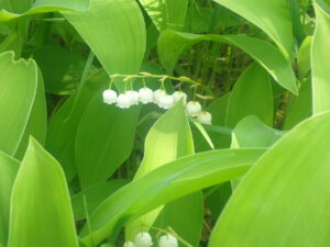 白い小さな花のスズラン