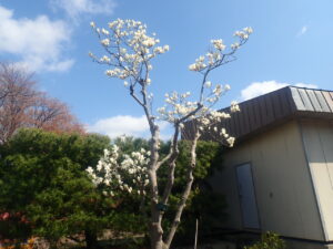 白い花のハクモクレン