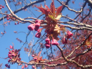 八重桜の蕾