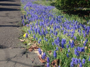 園路で咲いているムスカリ