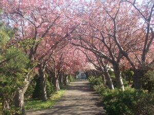 ピンク色の桜並木
