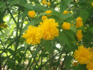 黄色い花のヤマブキ