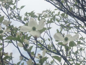 白い花のハナミズキ