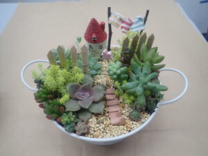 多肉植物箱庭寄せ植え