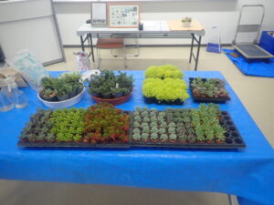 多肉植物箱庭寄せ植えの材料