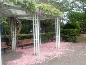 フジ棚の下の桜の絨毯