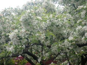 白い花のエゾノコリンゴ