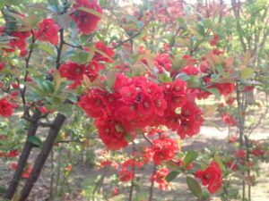 赤いボケの花