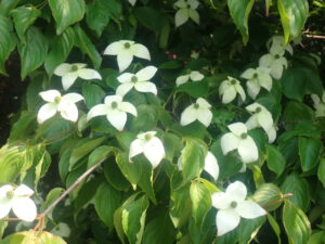 白い花のヤマボウシ
