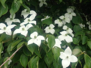 白い花のヤマボウシ