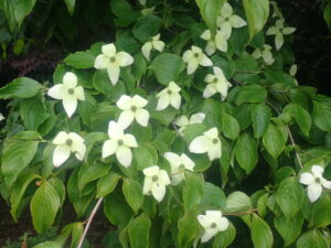 白い花のヤマボウシ