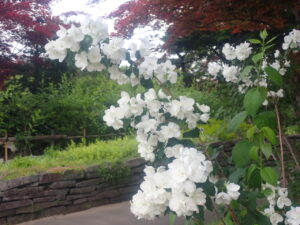 白い花のバイカウツギ