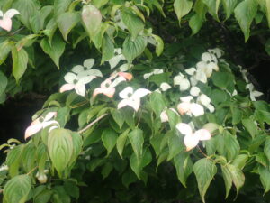 ピンク色に変わっているヤマボウシ