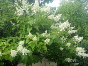 白い花のノリウツギ