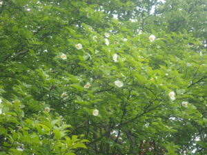沢山のナツツバキの花