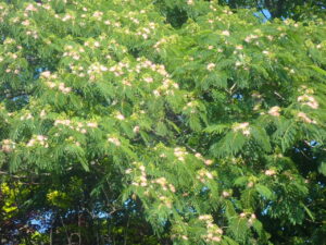 綿毛のようなネムノキの花