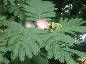 ブラシを広げたようなネムノキの花
