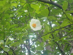 白い花のナツツバキ