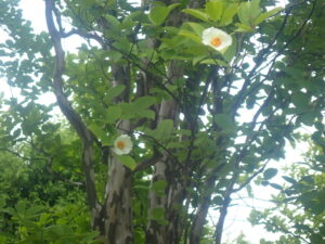 白い花のナツツバキ