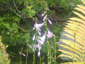 紫色のギボウシの花