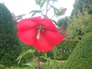 赤い花のタイタンビカス