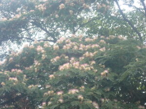 淡紅色の花のネムノキ