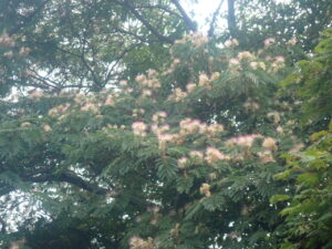 淡紅色の花のネムノキ