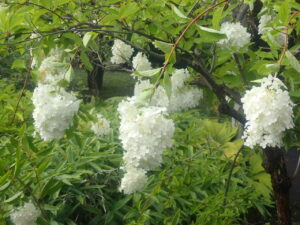 白い花のミナヅキ