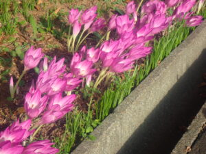 紫の花のイヌサフラン