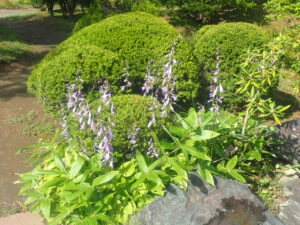 紫の花のギボウシ