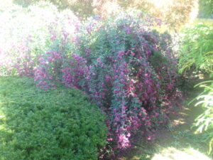 ピンクの花のミヤギノハギ