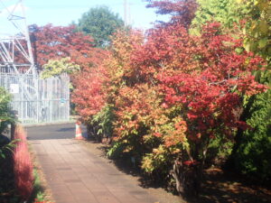 園路の紅葉